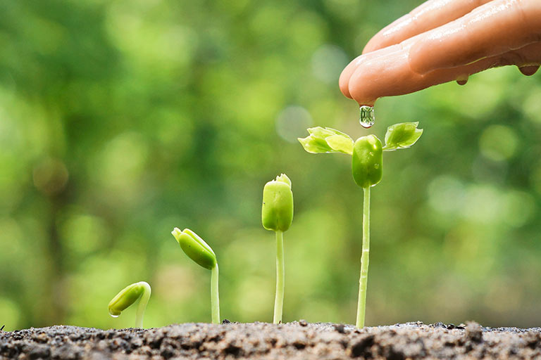 Welcome. seedlings-watered-fw